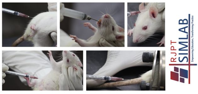 Study of different routes of drugs administration in mice & rats