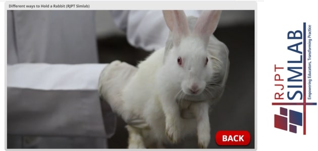 Different ways to Hold a Rabbit