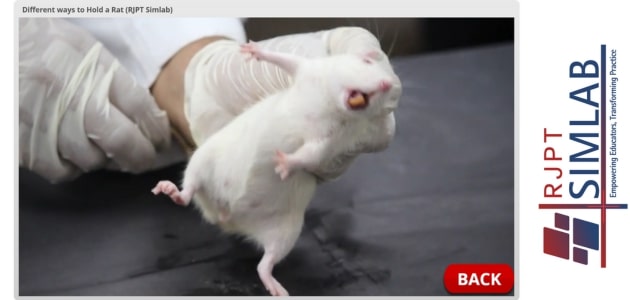 Different ways to Hold a Rat