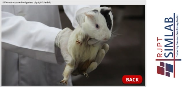 Different ways to hold guinea pig