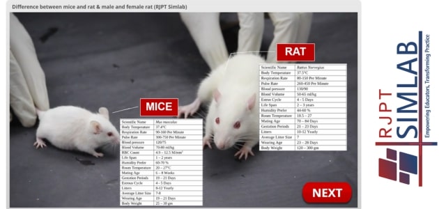 Difference between mice and rat &  male and female rat